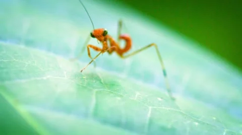 Tiny Juvenile Praying Mantis on a Leaf. FullHD video Stock Footage 60401783
