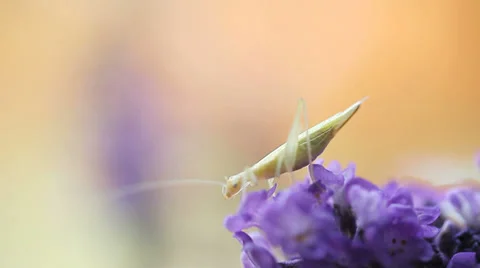 Tiny katydid on lavender flower Stock Footage 28253649