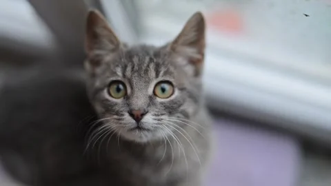 Tiny kitten with big green eyes sits by a window, curiously gazing into the lens Video stock 305197774