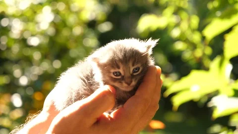 Tiny kitten feeling comfortable in his owner hands, slow motion Stock Footage 117103134