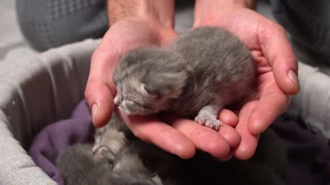 Tiny Kitten Held in Hands, Cute Close-Up Stock Footage 291695052