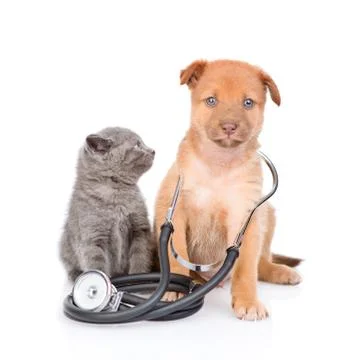 Tiny kitten looking at mixed breed puppy with stethoscope on his neck. isolat Stock Photos