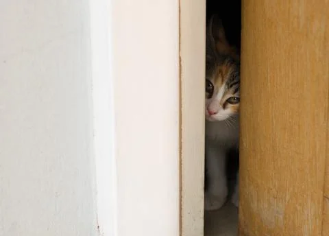 Tiny kitten peeking through an barely open door. Stock Photos