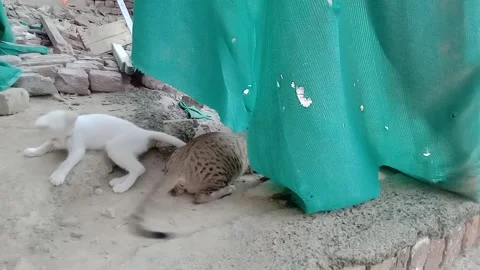 Tiny Kitten Playing Happily Beside Its Mother 動画素材 346983723