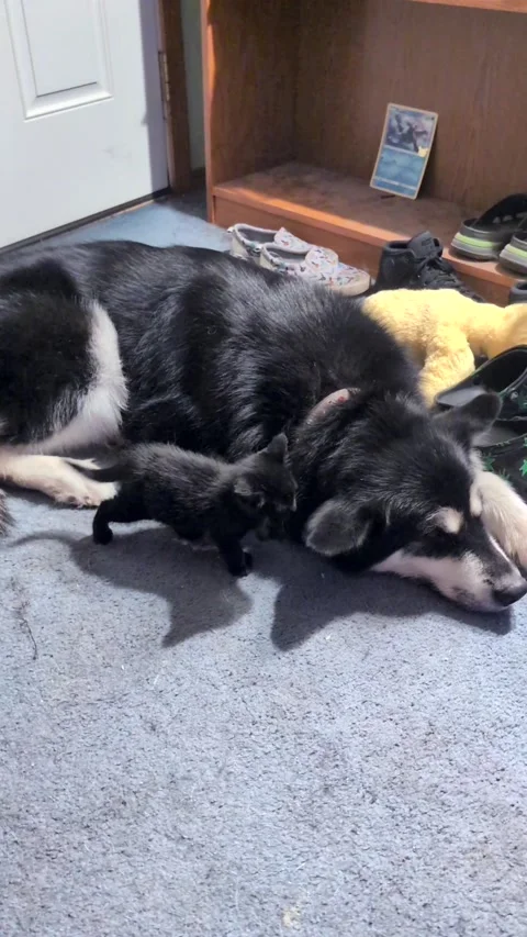 Tiny Kitten Plays With Big Dog's Floppy Ears - 29 Oct 2025 Stock Footage 321090320