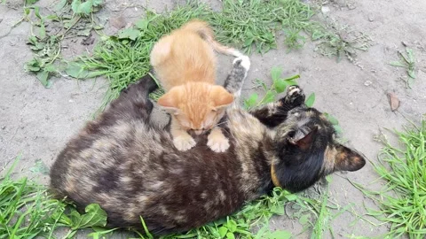Tiny kitten pressing paws while feeding from mother cat Stock Footage 336449891