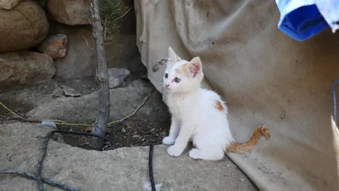 Tiny kitten, puzzled tiny white-yellow kitten, very small Vídeo Stock 135889140