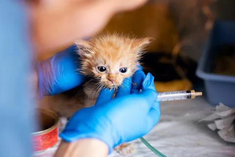 Tiny Kitten Receiving Care with Syringe by Veterinarian Stock Photos