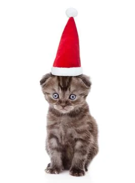 Tiny kitten in red christmas hat looking at camera. isolated on white backgro Stock Photos