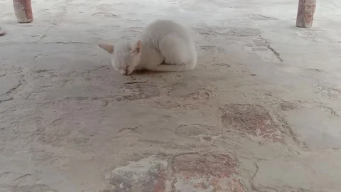 Tiny Kitten Relaxing Peacefully on the Ground Stock Footage 346428031