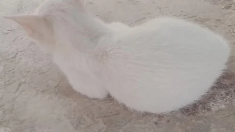 Tiny Kitten Seen From Behind in a Sweet Natural Moment Stock Footage 346427943