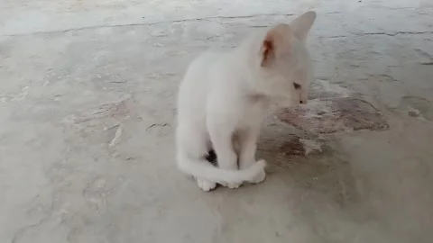 Tiny Kitten Showing Adorable Poses and Different Styles on the Floor Stock Footage 346427916