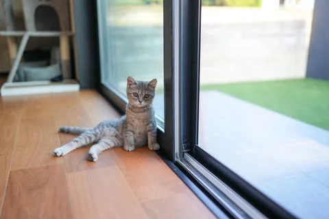 Tiny kitten sits by glass door, paws on wooden floor Stock Photos