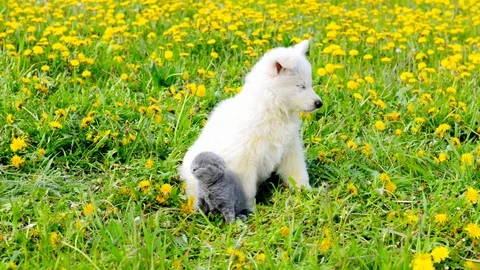 Tiny kitten sitting with puppy on a dandelion field Stock Footage 92195354