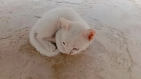 Tiny Kitten Sleeping Peacefully on the Floor in a Cozy Pose Stock Footage 346427919