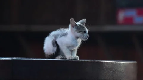 A tiny kitten standing all lone by itself on a metallic platform Stock Footage 341373330