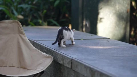 A tiny kitten is standing on a concrete ledge Stock Footage 341373334