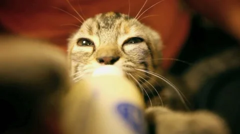 Tiny kitten sucks milk from the bottle into ecstasy Stock Footage 60822547