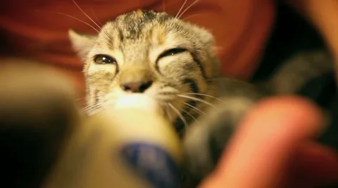 Tiny kitten sucks milk from the bottle into ecstasy while someone caresses him. Stock Footage 60823711