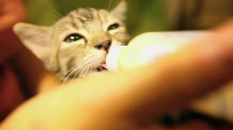 Tiny kitten sucks milk from the bottle and stops. Portrait. Stock Footage 60823778