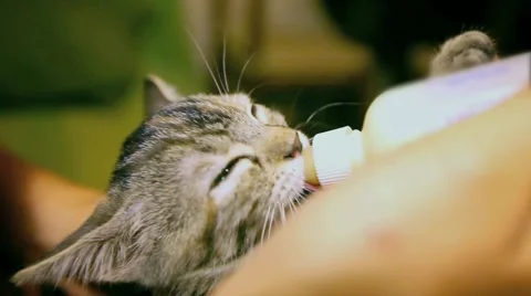 Tiny kitten sucks milk from the bottle. Profile portrait. Stock Footage 60824636
