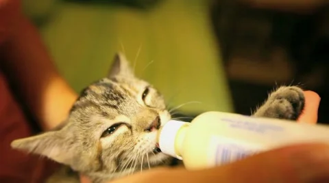 Tiny kitten sucks milk from the bottle. Profile portrait. Stock Footage 60825711