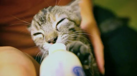 Tiny kitten sucks milk from the bottle and touches the bottle with her paw. Stock Footage 60828121