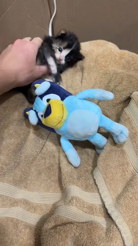 Tiny Kitten Takes a Tumble Backwards, Portland, Oregon, USA - 05 Oct 2023 Video stock 252667363