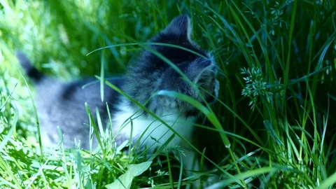 Tiny kitten in tall green grass from gimballed camera on a warm summer day. Stock Footage 109486968