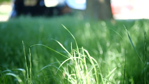Tiny kitten in tall green grass from gimballed camera on a warm summer day. Stock-Footage 109487955