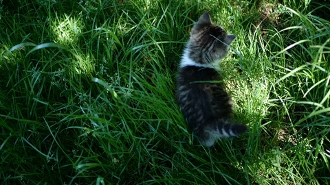 Tiny kitten in tall green grass from gimballed camera on a warm summer day. Stock Footage 109488438