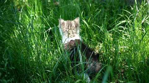 Tiny kitten in tall green grass from gimballed camera on a warm summer day. Stock Footage 109490404