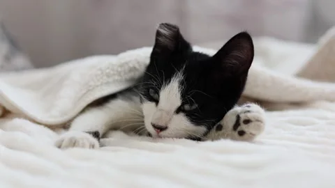 A tiny kitten washes lying on the bed after long and active games Stock Footage 258782791