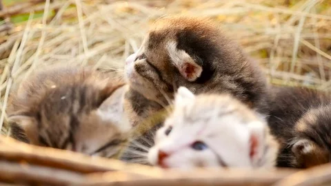 Tiny kittens in a basket HD Stock Footage 79624809