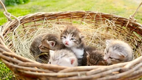 Tiny kittens in a basket HD Stock Footage 79624916