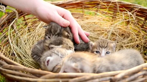 Tiny kittens in a basket HD Video stock 79624986