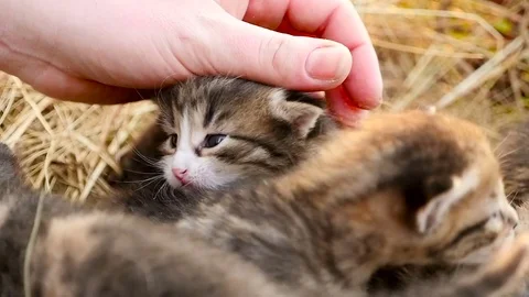 Tiny kittens in a basket HD Stock Footage 79625017