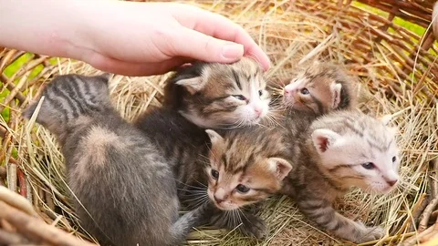 Tiny kittens in a basket HD Stock Footage 79625072