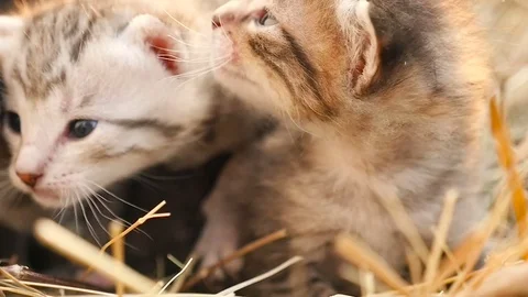 Tiny kittens in a basket HD Stock Footage 79625089