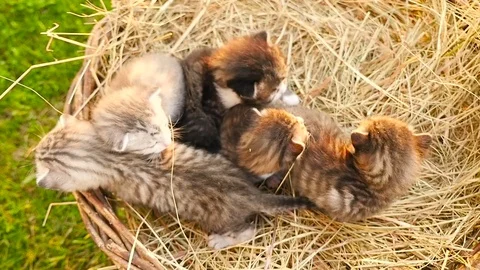 Tiny kittens in a basket HD Video stock 79625145