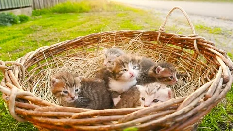 Tiny kittens in a basket HD Stock Footage 79625156