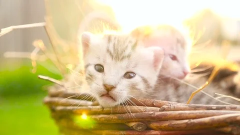 Tiny kittens in a basket HD Stock Footage 79625185