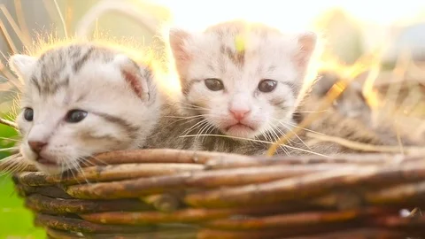 Tiny kittens in a basket HD Stock Footage 80091839