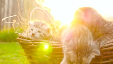 Tiny kittens in a basket HD Stock Footage 80091897