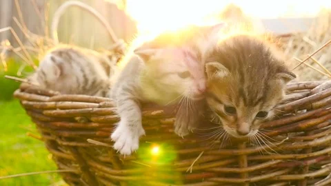 Tiny kittens in a basket HD 스톡 동영상 80091899