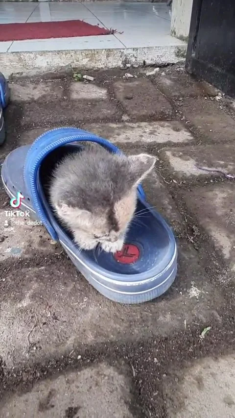 Tiny Kitten's Cozy Shoe Nap Stock Footage 272190822