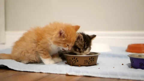 Tiny kittens eating kibble. Stock Footage 109431252