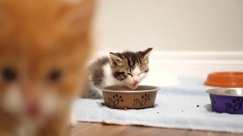 Tiny kittens eating kibble. Stock Footage 109431336