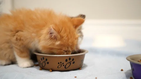 Tiny kittens eating kibble. Stock Footage 109431925