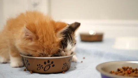 Tiny kittens eating kibble. Stock Footage 109432513